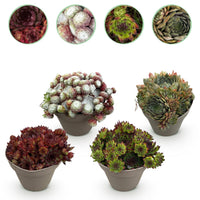 Green boutiQ - Bodembedekker - Winterhard -Sempervivum Big Sam - 4 Planten - Diversen kleuren - Weinig Onderhoud - Pot 14 Hoogte 17