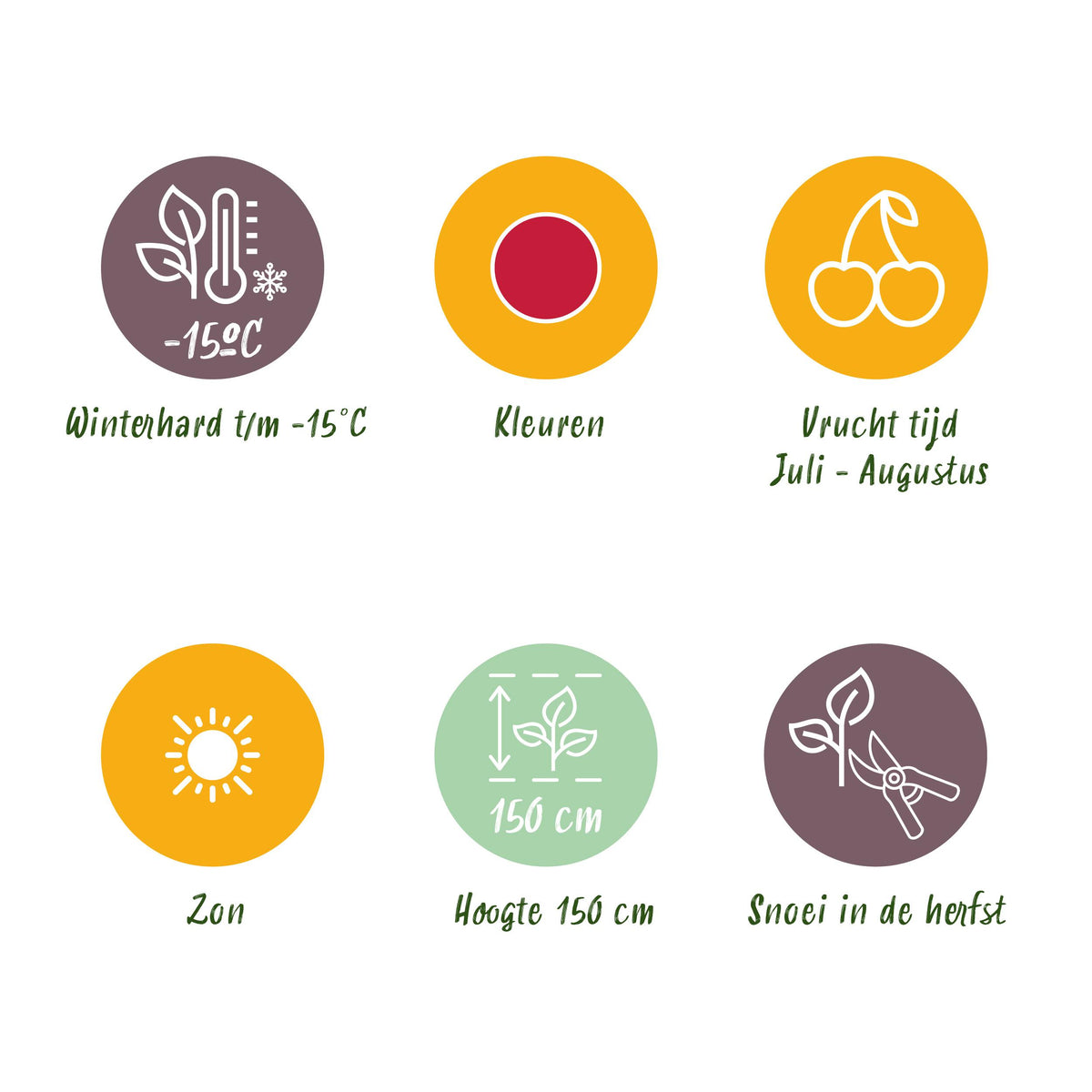 Green boutiQ - Fruitplanten - Taybes - Rubus Tayberry - Winterhard - 6 Planten - Pot 9 cm - Rode Bes