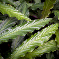 Green BoutiQ - Green is... Kamerplanten - Calathea Rufibarba - Pauwen plant - Weinig onderhoud - Groen - 1 Plant - Pot 17cm - Hoogte 55-60cm