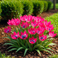 Green boutiQ - Bloembollen - Tulp Little Beauty - Kleur Donker Roze - 25 stuks - Bolmaat 6/7 - XXL Pack