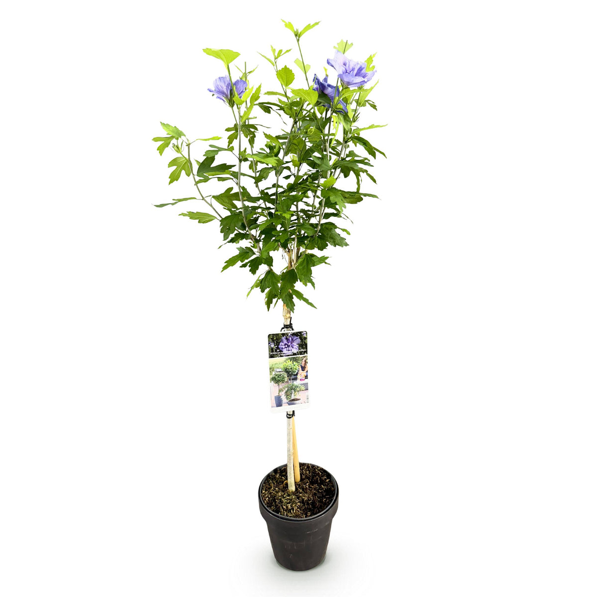 Green boutiQ - Tuinplant - Hibiscus syriacus White Chiffon®