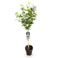 Green boutiQ - Tuinplant - Hibiscus syriacus White Chiffon®