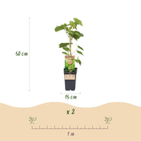Green boutiQ - Fruitplant - Paarse & Witte Druif -  Vitis vinifera Vanessa & Himrod  - Pitloos - 2 planten - Pot 15cm Hoogte 50cm