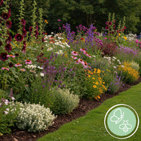 Green boutiQ - Borderpakket - Bijen en Vlinderlokkend - 24 Vaste planten - 3 m2 - Diversen kleuren - Weinig Onderhoud - Pot 11cm