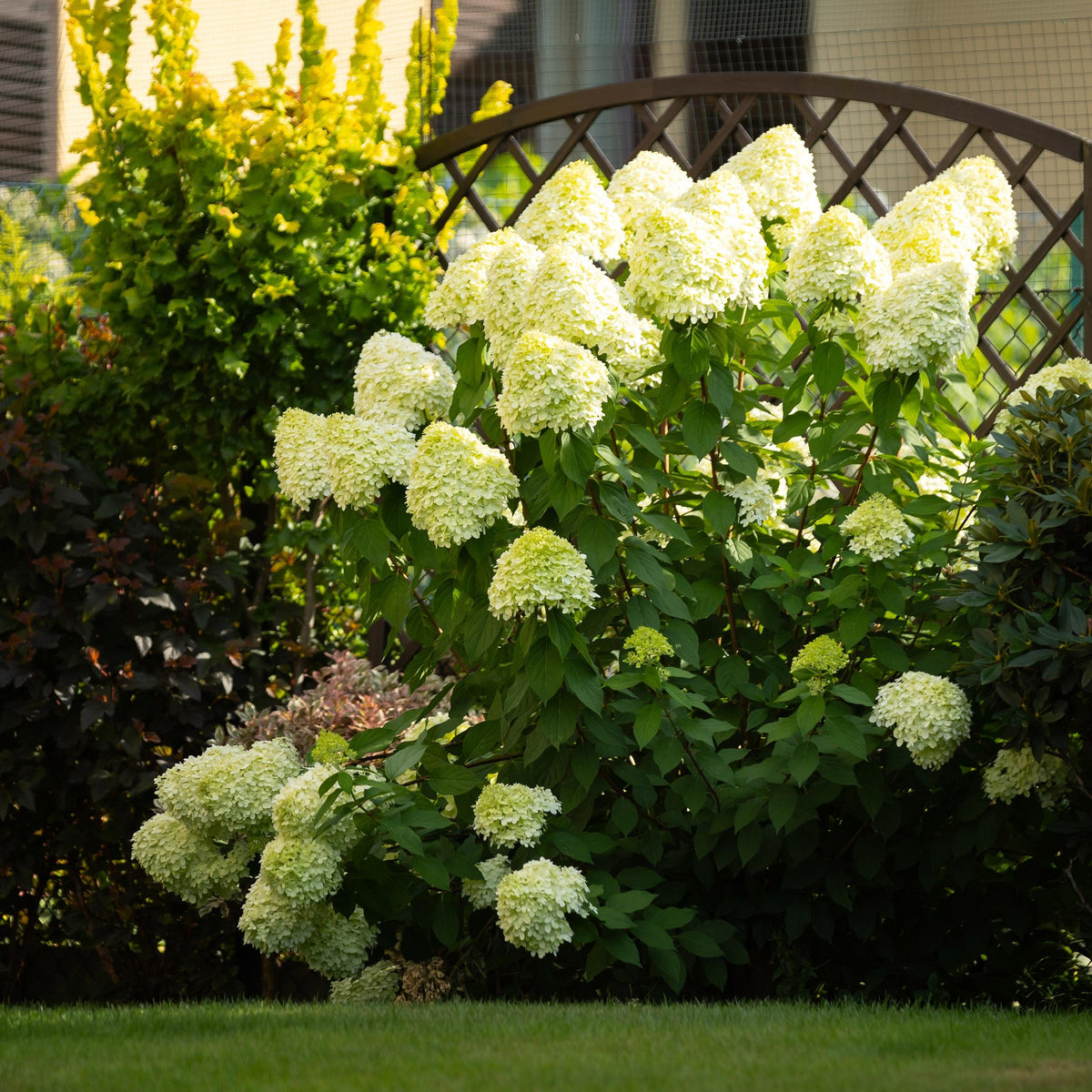 Green boutiQ - Pluim Hortensia - Hydrangea panniculata Limelight - Bloem Creme Wit  - 1 Plant - Bladverliezend - Grote Bloemen - Pot 17cm Hoogte 50cm