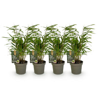Green boutiQ - Bamboe - Fargesia rufa - Groen - 4 Planten - Bladhoudend - Niet Woekerend- Pot 14cm Hoogte 35cm