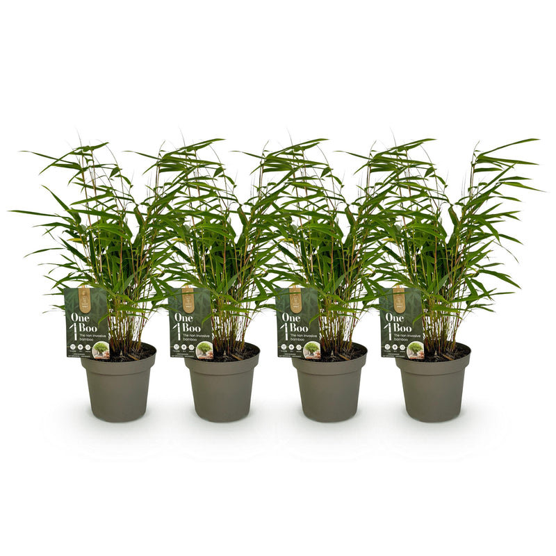Green boutiQ - Bamboe - Fargesia rufa - Groen - 4 Planten - Bladhoudend - Niet Woekerend- Pot 14cm Hoogte 35cm