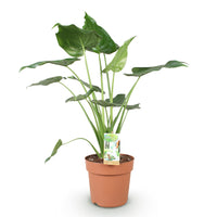 Green BoutiQ - Green is... Kamerplanten - Alocasia Cucullata - Boeddha,s hand - Weinig onderhoud - Groen - 1 Plant - Pot 21cm - Hoogte 65-70cm