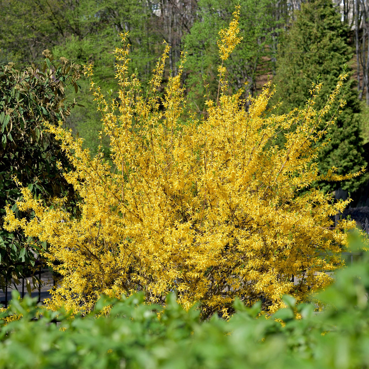Green boutiQ - Heesters - Deutzia Gracilis