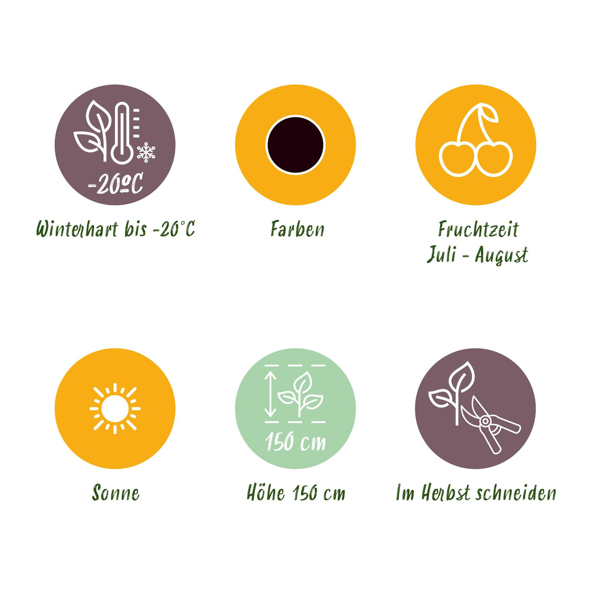 Green boutiQ - Fruitplanten - Zwarte Bes - Ribes nigrum Titania - Winterhard - 6 Planten - Pot 9 cm - Zwarte Bes