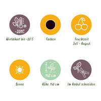 Green boutiQ - Fruitplanten - Zwarte Bes - Ribes nigrum Titania - Winterhard - 6 Planten - Pot 9 cm - Zwarte Bes