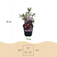 Green boutiQ - Vlinderstruik - Buddleja davidii Royal Red - Bloem Rood - 1 Plant - Bladverliezend - Vlinderlokkend -  Pot 17cm Hoogte 25cm