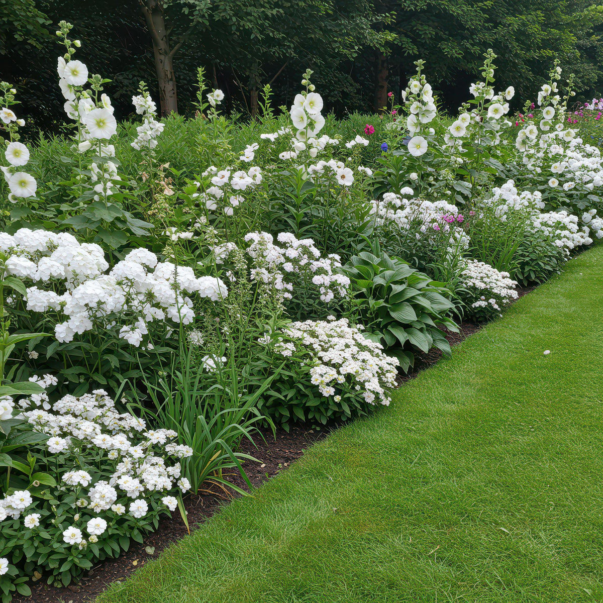 Green boutiQ - Borderpakket - Kleur Wit - 24 Vaste planten - 3 m2 - Diversen kleuren - Weinig Onderhoud - Pot 11cm