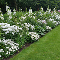 Green boutiQ - Borderpakket - Kleur Wit - 24 Vaste planten - 3 m2 - Diversen kleuren - Weinig Onderhoud - Pot 11cm