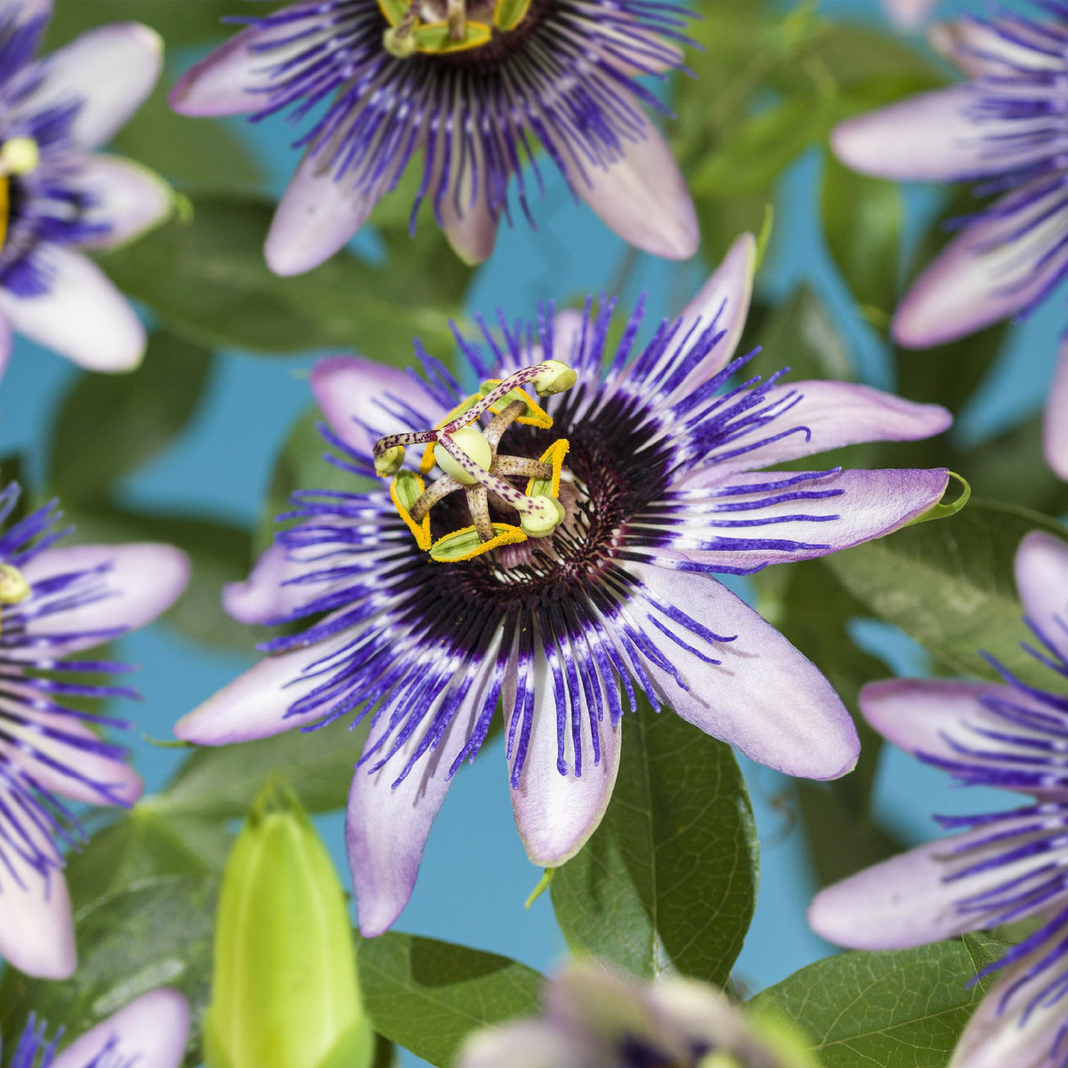 Green boutiQ - Passiebloem - Passiflora Damsels Delight  - Bloem Paars met Wit - Weinig onderhoud - 2 planten - Pot 11cm Hoogte 40cm