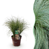 Green boutiQ - Siergrassen - Carex comans Frosted Curls - Groen - 1 Planten - Groenblijvend - Winterhard - Pot 17cm Hoogte 50cm