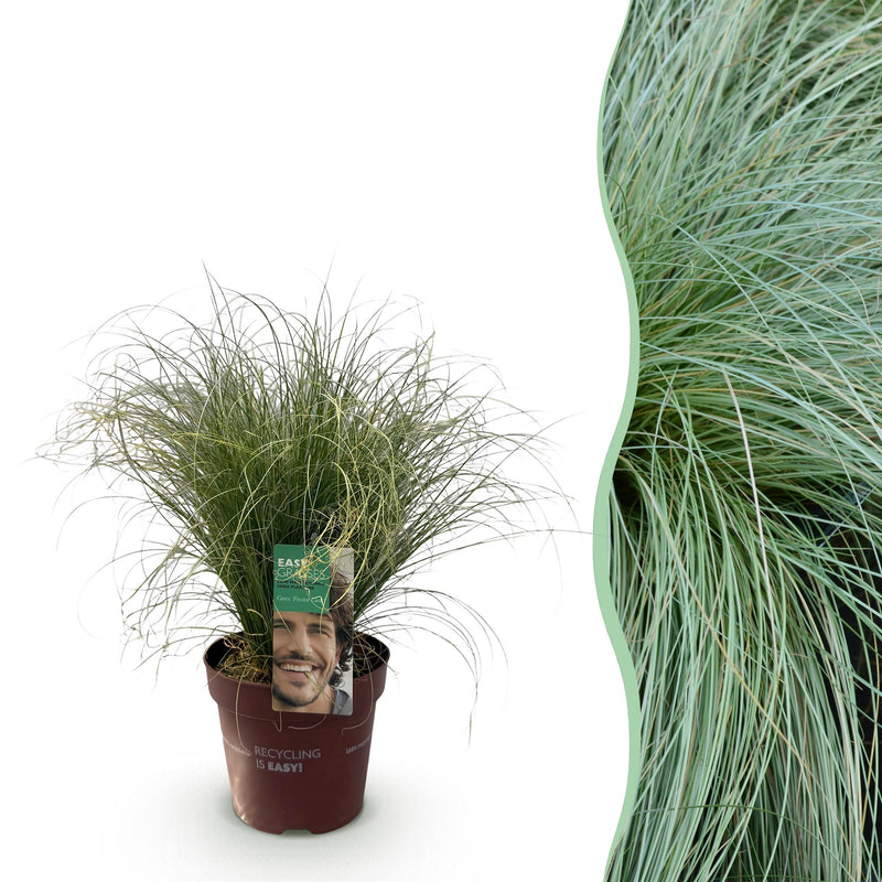 Green boutiQ - Siergrassen - Carex comans Frosted Curls - Groen - 1 Planten - Groenblijvend - Winterhard - Pot 17cm Hoogte 50cm