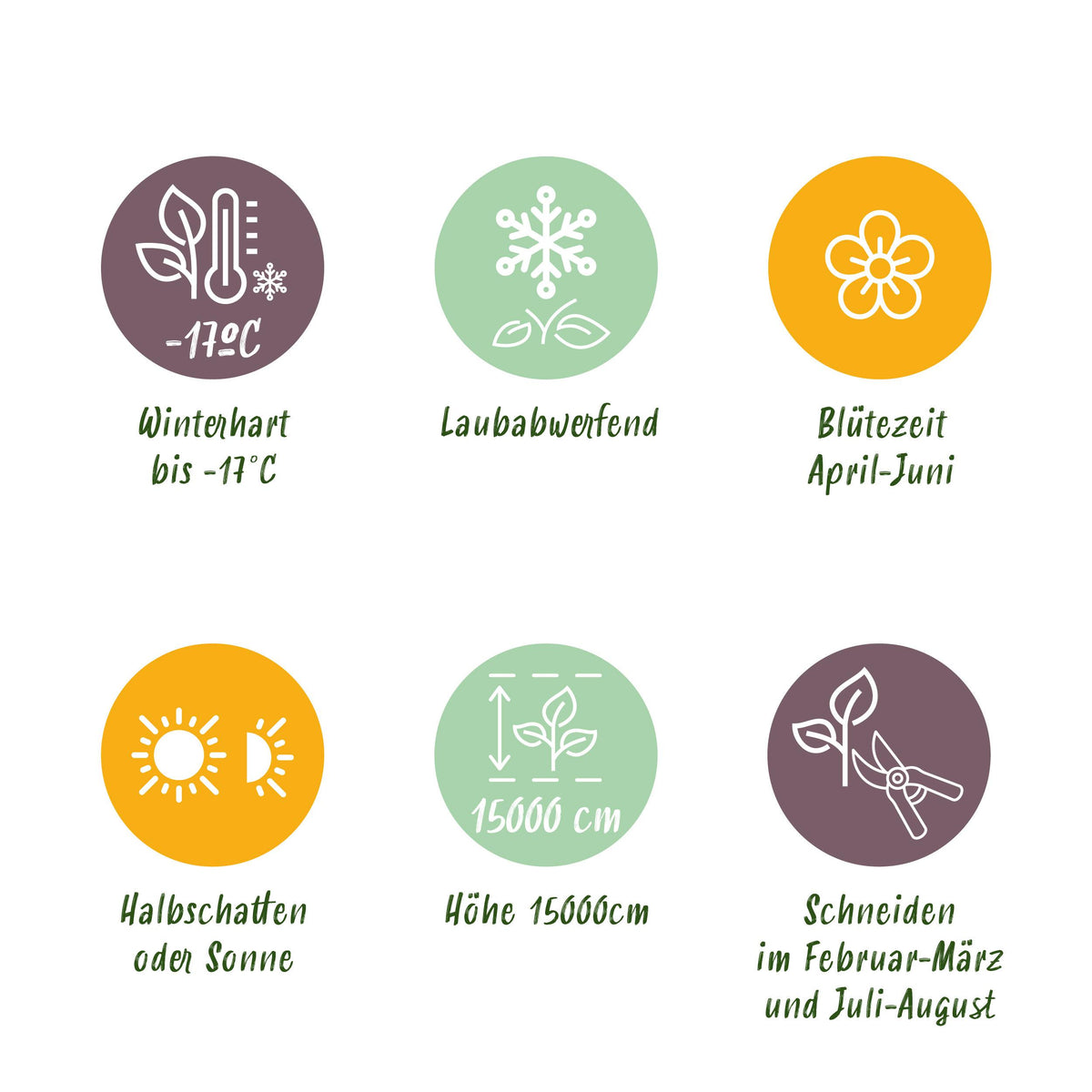 Green boutiQ - Blauwe regen - Wisteria floribunda Tricolour - Bloemen Blauw Roze Wit  - 3 planten - Pot 11cm Hoogte 40cm