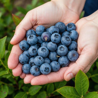 Green boutiQ - Fruitplanten - Blauwe Bes - Vaccinium corymbossum Goldtraube - Winterhard - 3 Planten - Pot 9 cm - Blauwe Bes