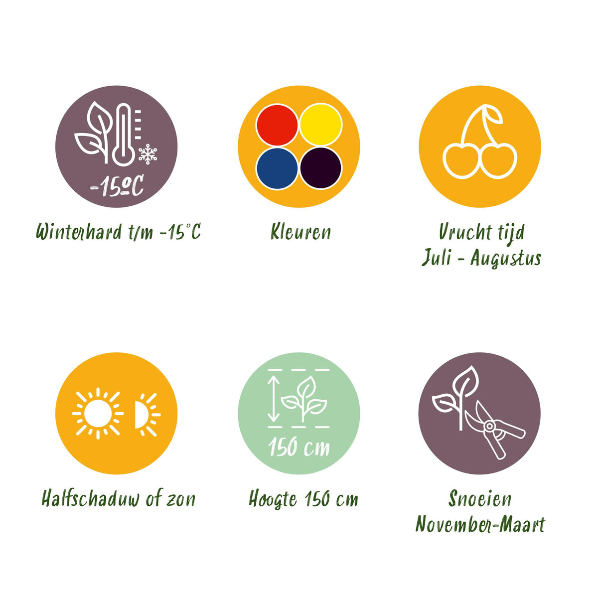 Green boutiQ - Fruit planten mix - Rode Bes, Gele Framboos, Zwarte Braam, Blauwe bes - 4 planten - Pot 11cm Hoogte 40cm