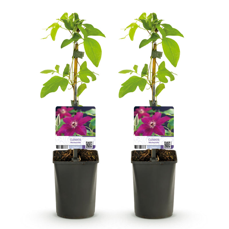 Green boutiQ - Klimplant - Clematis Westerplatte - Bloem Rood - Weinig onderhoud -2 planten -  Pot 11cm Hoogte 40cm