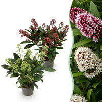 Green boutiQ - Terrasplant - Skimmia japonica Duo - Bloem Wit & Rood - 10+ Bloemen - 2 Planten - Winterhard - Pot 10,5cm Hoogte 25cm