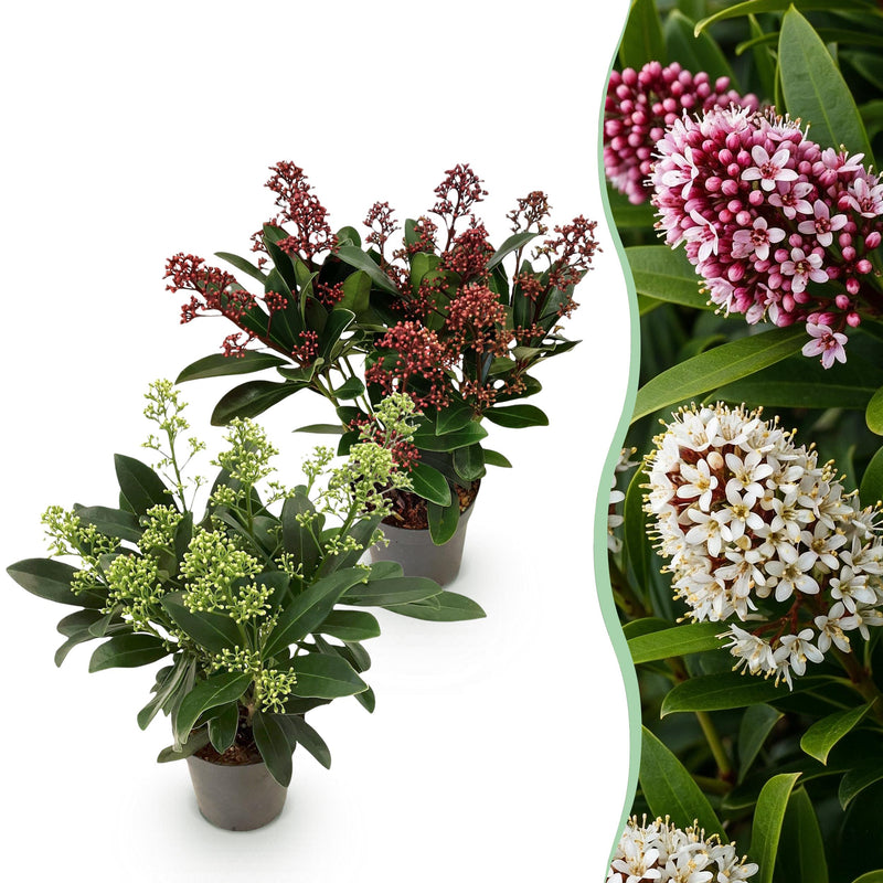 Green boutiQ - Terrasplant - Skimmia japonica Duo - Bloem Wit & Rood - 10+ Bloemen - 2 Planten - Winterhard - Pot 10,5cm Hoogte 25cm