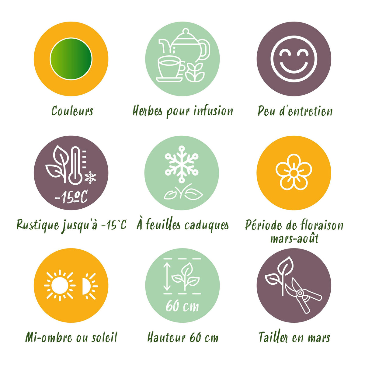 Green boutiQ - Borderpakket - Thee kruiden - 8 Vaste planten - 1 m2 - Diversen kleuren - Weinig Onderhoud - Pot 11cm