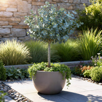 Green boutiQ - Plant op Stam- Eucalyptus gunni Azure - Terras Plant - Bladhoudend - Winterhard- Grijs Blad - Pot 19cm Hoogte 90cm