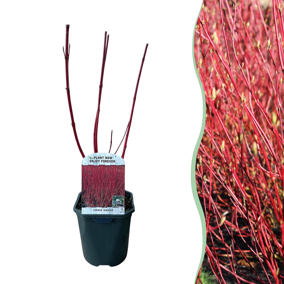 Green boutiQ - Heesters - Cornus sibirica - Rode Takken - 1 Plant - Bladverliezend - Weinig Onderhoud - Pot 17cm Hoogte 45cm