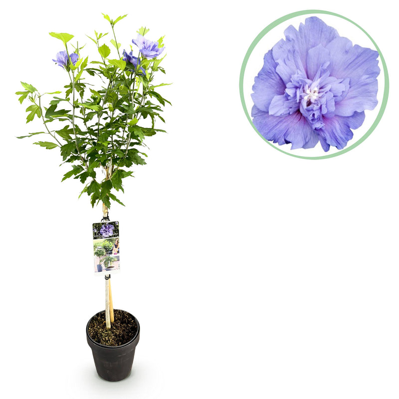 Green boutiQ - Tuinplant - Hibiscus syriacus Blue Chiffon® - Plant op stam - Terras Plant - Bladverliezend - Weinig Onderhoud - Pot 19cm Hoogte 90cm