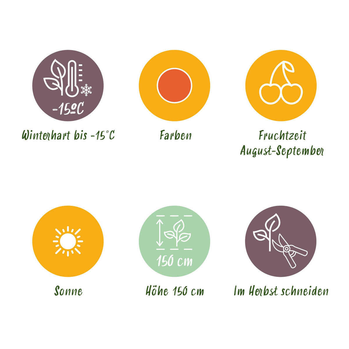 Green boutiQ - Fruitplanten - Goijbes - Lycium Barbarum - Winterhard - 3 Planten - Pot  9 cm - Oranje - Rode Vrucht