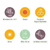 Green boutiQ - Fruitplanten - Goijbes - Lycium Barbarum - Winterhard - 3 Planten - Pot  9 cm - Oranje - Rode Vrucht