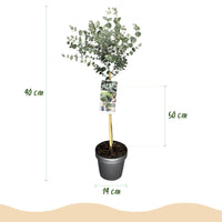 Green boutiQ - Plant op Stam- Eucalyptus gunni Azure - Terras Plant - Bladhoudend - Winterhard- Grijs Blad - Pot 19cm Hoogte 90cm