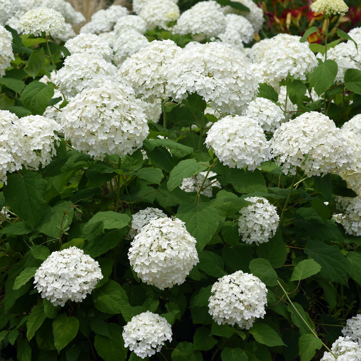 Green boutiQ - Pluim Hortensia - Hydrangea arborescens Annabelle - Bloem Wit - 1 Plant - Bladverliezend - Grote Bloemen - Pot 17cm Hoogte 50cm