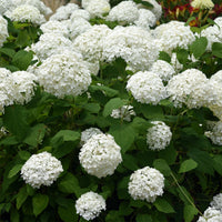 Green boutiQ - Pluim Hortensia - Hydrangea arborescens Annabelle - Bloem Wit - 1 Plant - Bladverliezend - Grote Bloemen - Pot 17cm Hoogte 50cm