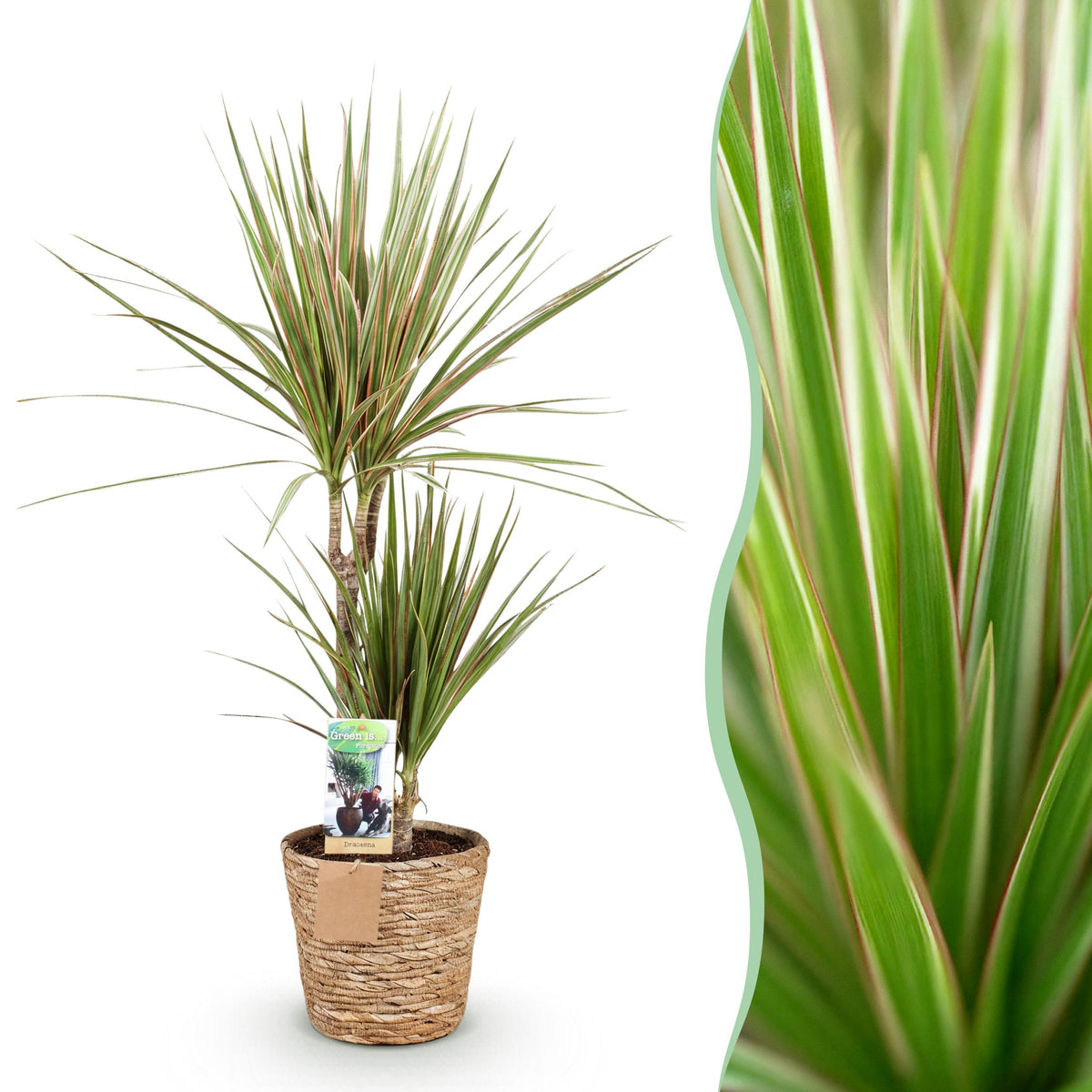 Green BoutiQ - Green is... Kamerplanten - Dracaena Marginata Bicolor - Drakenbloedboom - Weinig onderhoud - met mand - Groen - 1 Plant - Pot 17cm - Hoogte 70-75cm