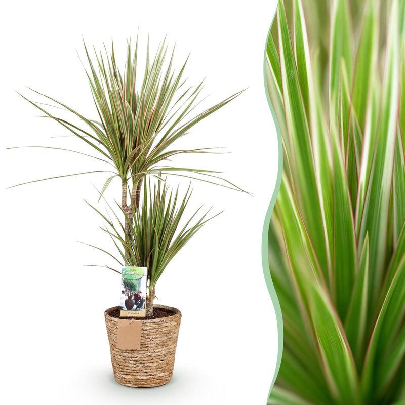 Green BoutiQ - Green is... Kamerplanten - Dracaena Marginata Bicolor - Drakenbloedboom - Weinig onderhoud - met mand - Groen - 1 Plant - Pot 17cm - Hoogte 70-75cm