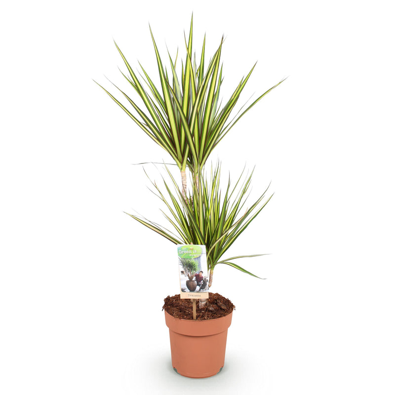 Green BoutiQ - Green is... Kamerplanten - Dracaena Sunray - Drakenbloedboom - Weinig onderhoud - Groen - 1 Plant - Pot 17cm - Hoogte 70-75cm