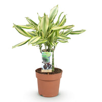 Green BoutiQ - Green is... Kamerplanten - Dracaena fragrans Diamond Dream - Drakenbloedboom - Weinig onderhoud - Groen - 1 Plant - Pot 17cm - Hoogte 50-55cm