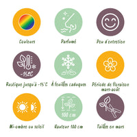 Green boutiQ - Borderpakket - Geurend - 8 Vaste planten - 1 m2 - Diversen kleuren - Weinig Onderhoud - Pot 11cm