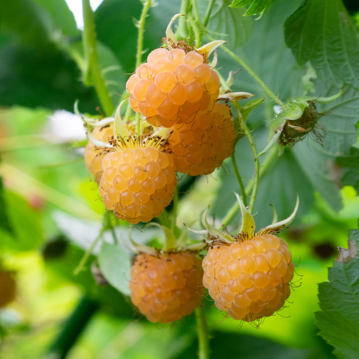 Green boutiQ - Fruitplant - Framboos - Rubus idaeus Fallgold  - Gele Framboos - 2 planten -  Pot 11cm Hoogte 40cm