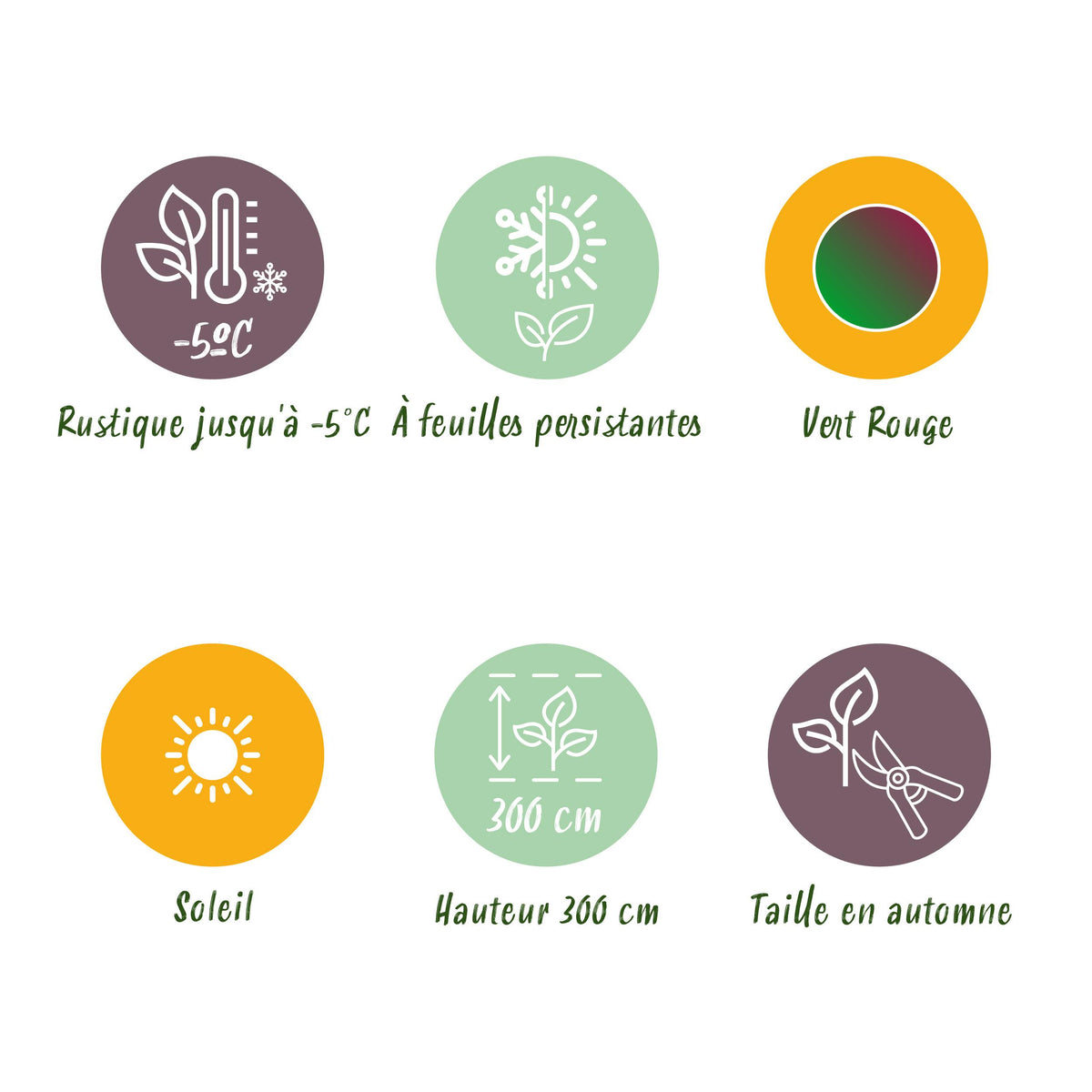 Green boutiQ - Fruitplant - Bananen plant - Musa sikkemensis Red Tiger - Winterhard - 4 planten - Pot 12cm Hoogte 30cm