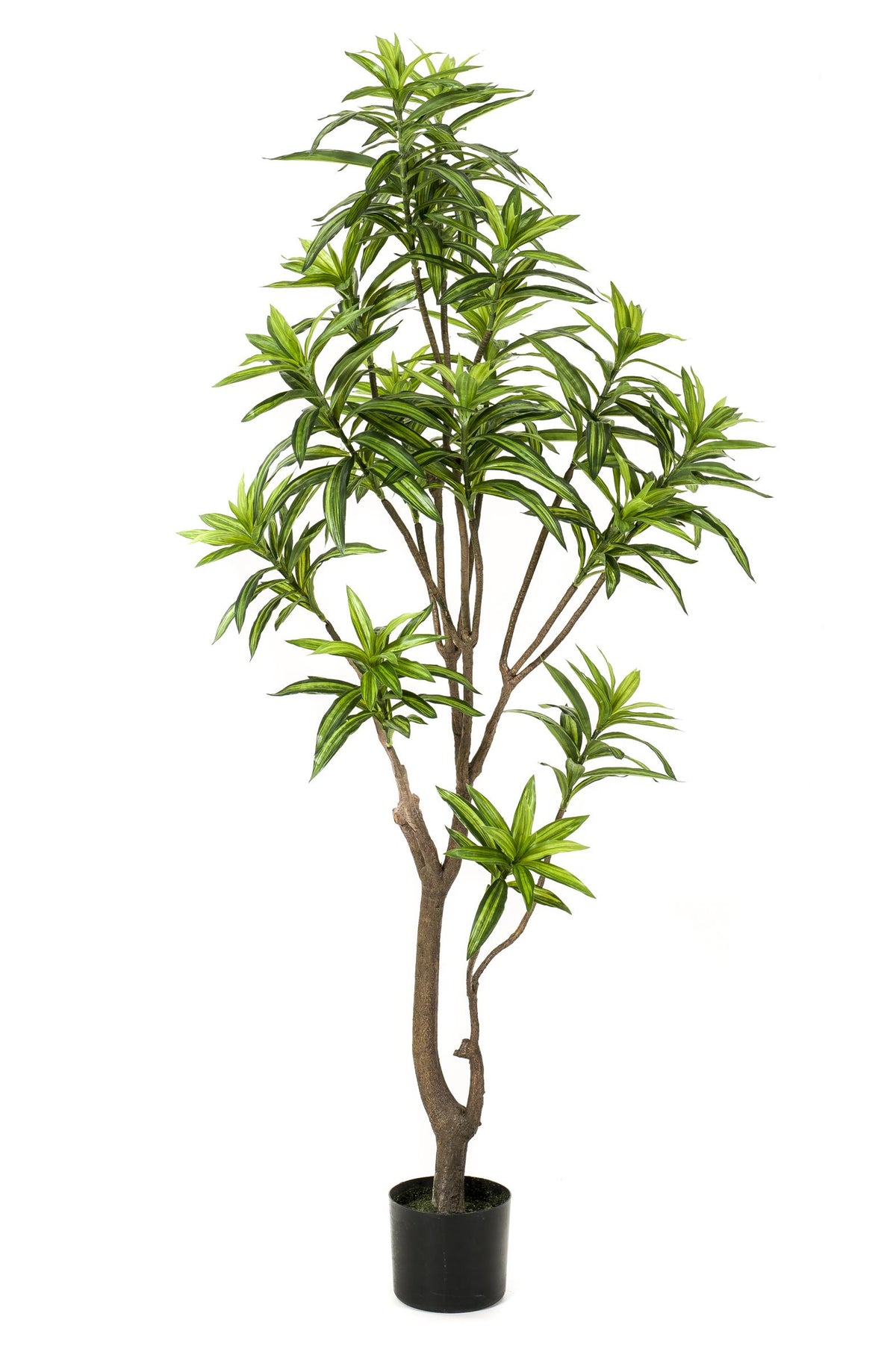 Künstliche Pflanze - Dracaena - Drachenbaum - 155 cm