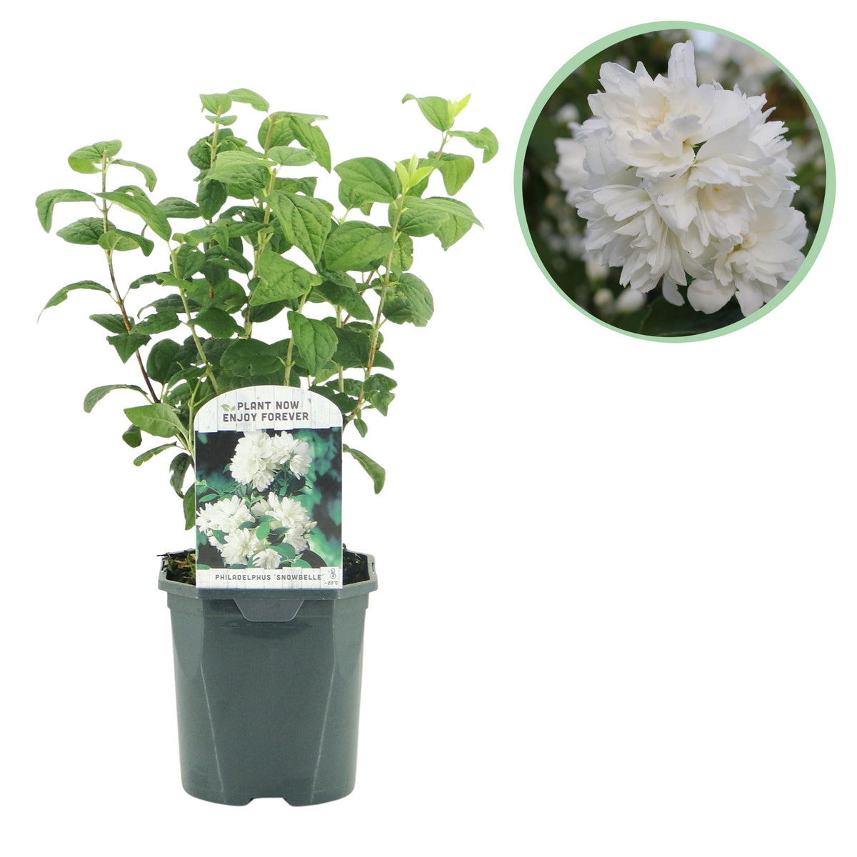 Green boutiQ - Boerenjasmijn -   Philadelphus Snowbelle - Bloem Wit - 1 Plant - Bladverliezend - Weinig Onderhoud - Pot 17cm Hoogte 45cm