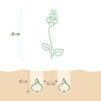 Green boutiQ - Bloembollen - Muscari White Magic - Kleur Wit - 50 stuks - Bolmaat 6/7 - XXL Pack