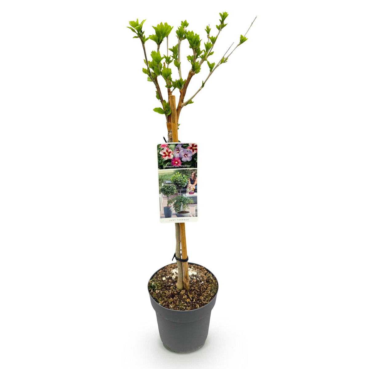 Green boutiQ - Plant op Stam - Hibiscus syriacus Tricolour  - Terras Plant - Bladverliezend - Winterhard - Witte, Roze, Paarse Bloem - Pot 19cm Hoogte 90cm