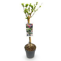 Green boutiQ - Plant op Stam - Hibiscus syriacus Tricolour  - Terras Plant - Bladverliezend - Winterhard - Witte, Roze, Paarse Bloem - Pot 19cm Hoogte 90cm