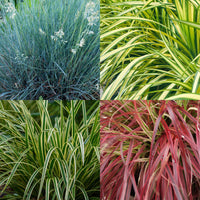 Green boutiQ - Siergrassen - 4 Planten - Blauw - Geel - Groen - Rood - Bladhoudend - Weinig Onderhoud - Pot 17cm Hoogte 50cm