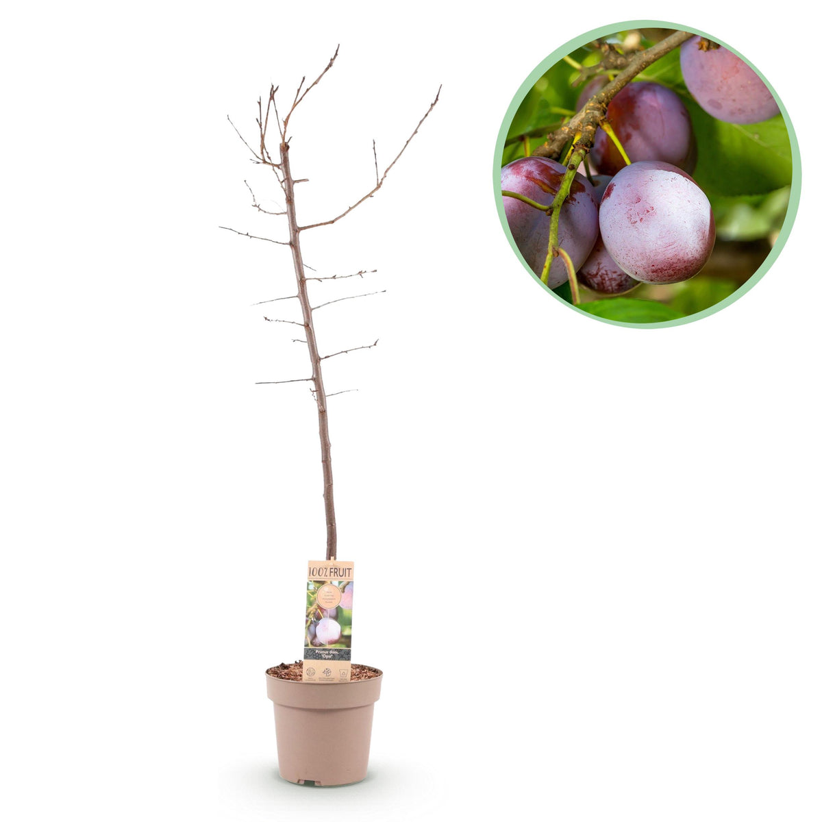 Green boutiQ - Fruitplant - Pruimen boom - Prunus domestica Opal - Geel Rode Vrucht - Pot 21cm Hoogte 90cm